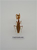 藏品(螳螂)的圖片